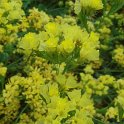Limonium sinuatum 'Forever Gold' fleur